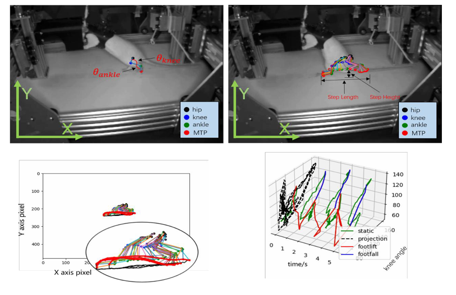 小動物關(guān)節(jié)識別評估分析系統(tǒng)
